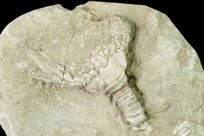 Fossil Crinoid (Platycrinites) - Missouri #148977